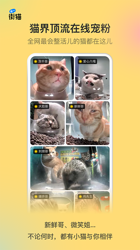哈啰街猫官方版截图1